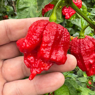 Primo Lucifer XL - Seeds - The Pepper Pantry (Formerly Marie Sharp's)